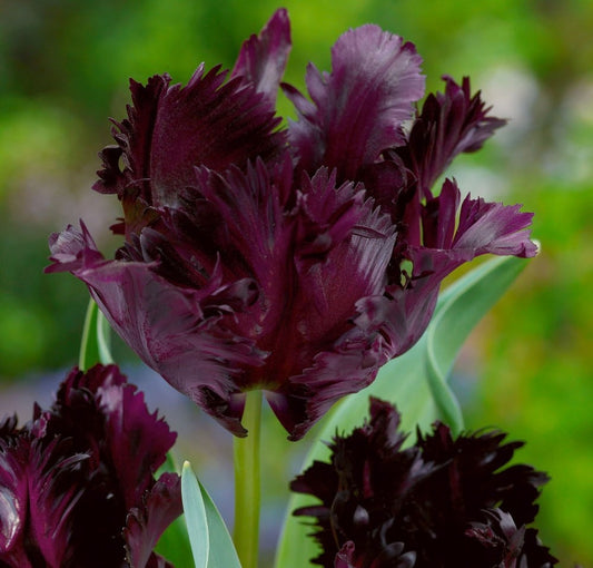 Tulpes papagaiļziedu BLACK PARROT 11/12 60gab