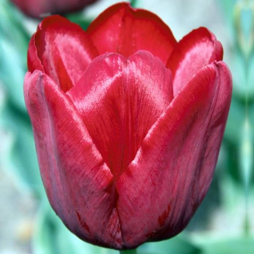 Tulpes vēlās VAN DEN BERG'S MEMORY 12/+ 80gab