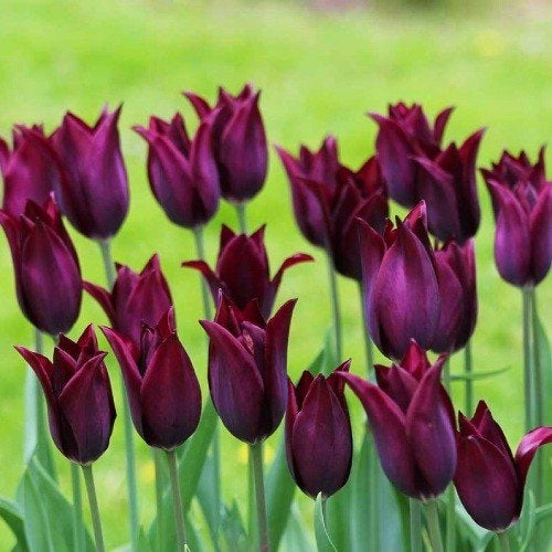 Tulpes botāniskās BRIGHT GEM 5/6 80gab (Copy)
