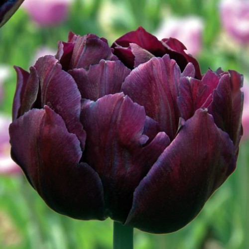 Tulpes pildītās BLACK HERO 11/12 60gab