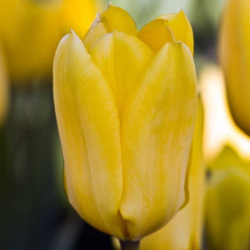 Tulpes zemās Fostera CANDELA 10/11 80gab