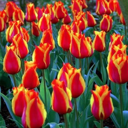 Tulpes zemās Greiga CAPE COD 10/11 80gab