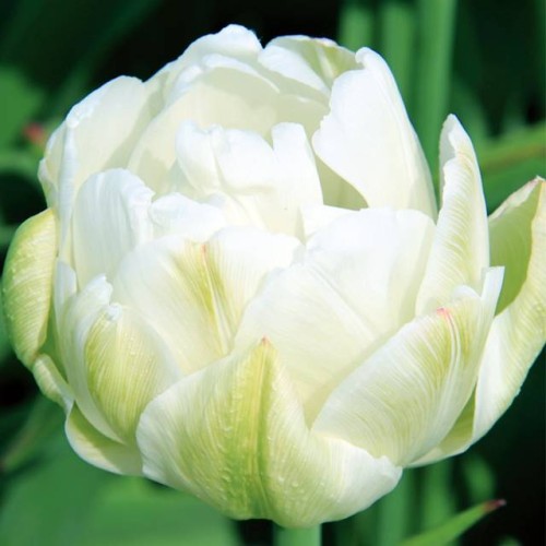 Tulpes pildītās CASABLANCA 12/+ 60gab