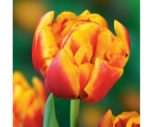 Tulpes pildītās CILESTA 12/+ 60gab