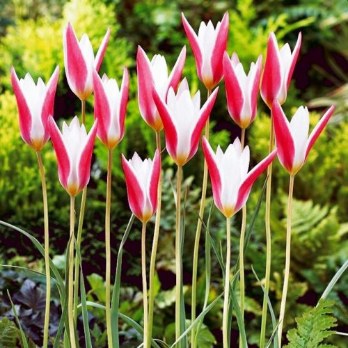 Tulpes botāniskās CLUSIANA 6+/ 80gab