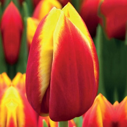 Tulpes grieztiem ziediem  DOW JONES 12/+ 80gab