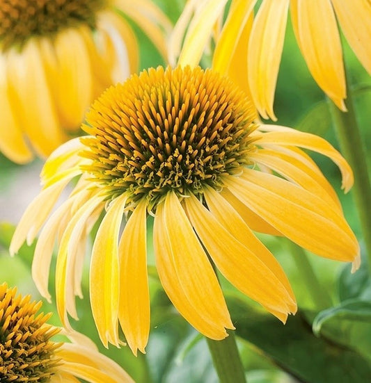Ehinācijas dzeltenas Sunflower 8gab