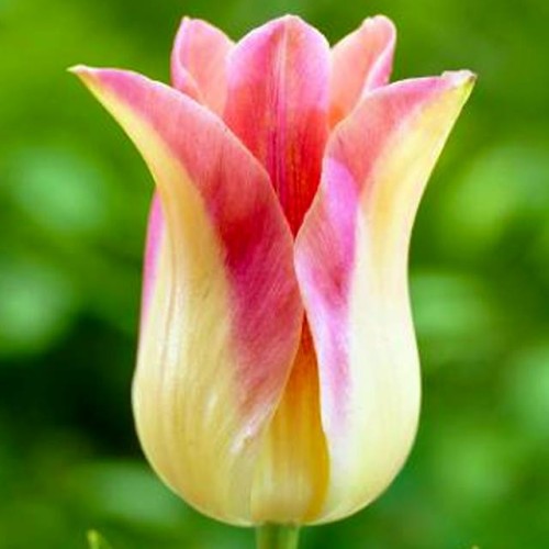 Tulpes lilijziedu ELEGANT LADY 12/+80gab
