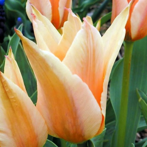 Tulpes zemās  FÜR ELISE 10/+ 80gab