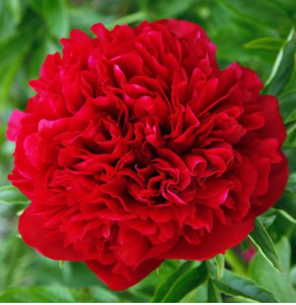 Peonijas ELIZA LUNDY 6gab