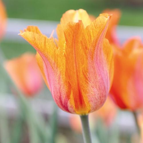 Tulpes triumfa El NINO 11/12 80gab