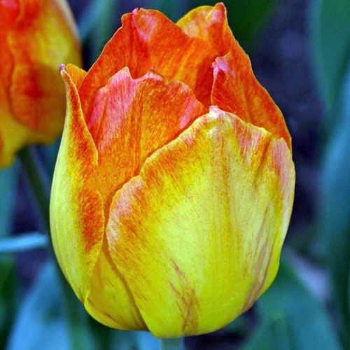 Tulpes zemās Greiga EASTER SURPRISE 10/11 80gab
