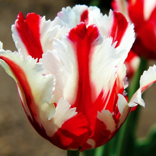 Tulpes papagaiļziedu ESTELLA RIJNVELD 11/12 60gab