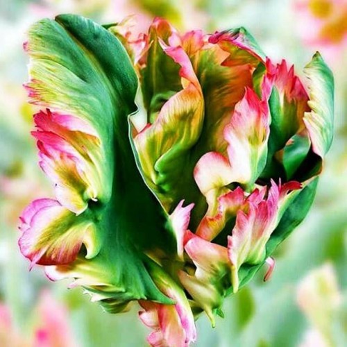 Tulpes papagaiļziedu EXOTIC PARROT 12/+ 60gab