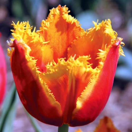 Tulpes bārkšziedu FABIO  12/+ 60gab