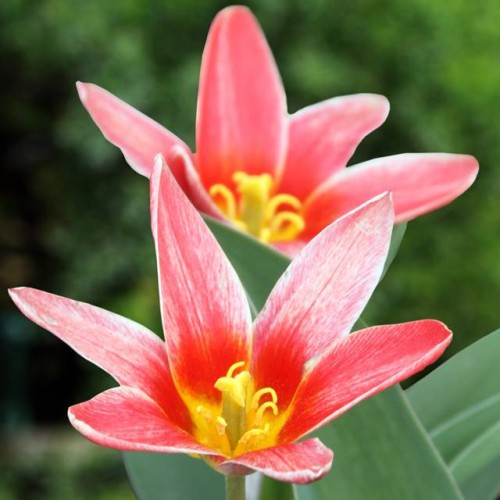 Tulpes zemās Kaufmaņa FASHION 10/11 80gab