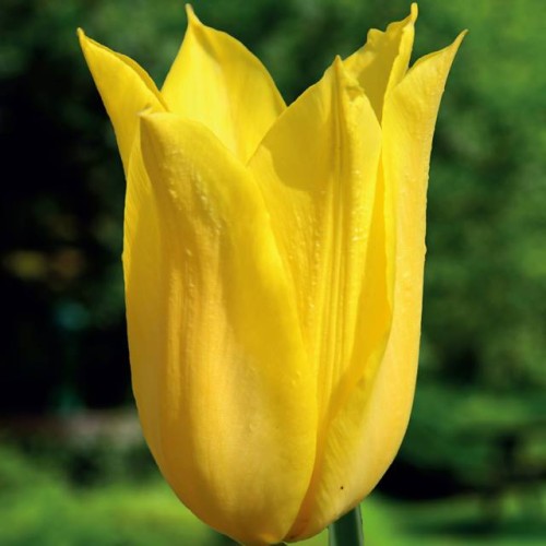 Tulpes lilijziedu FLASHBACK 12/+  80gab