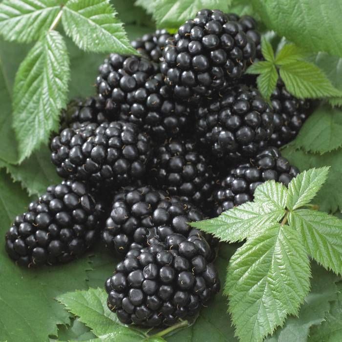 Kazene bezērkšķu Black Satin 1gab