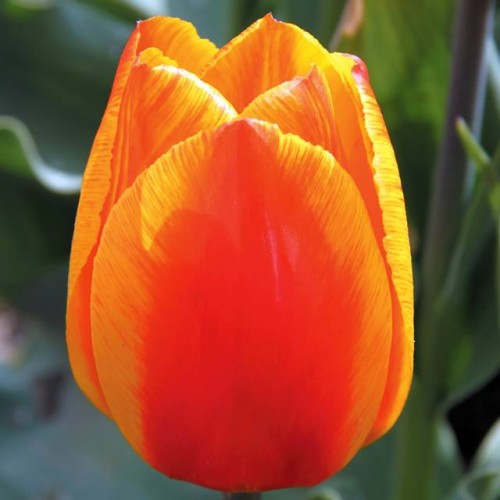 Tulpes agrās FLAIR  12/+ 80gab