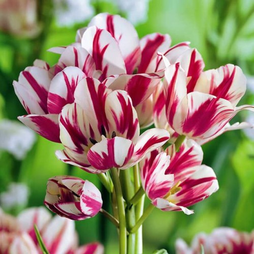 Tulpes daudzziedu FLAMING CLUB 12/+ 60gab