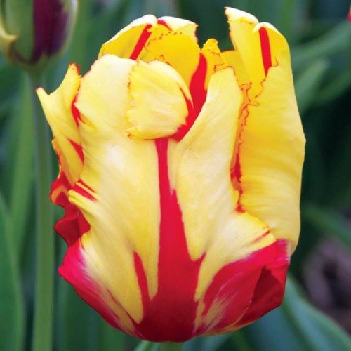 Tulpes papagaiļziedu FLAMING PARROT 12/+ 60gab