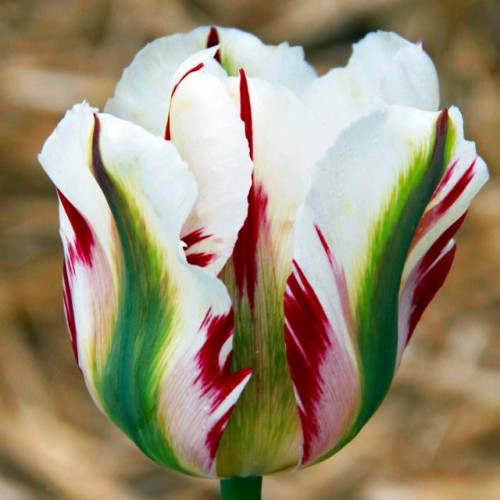 Tulpes zaļziedu FLAMING SPRING GREEN 12/+ 60gab