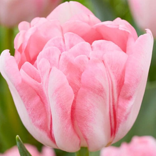 Tulpes pildītās FOXTROT 12/+ 60gab