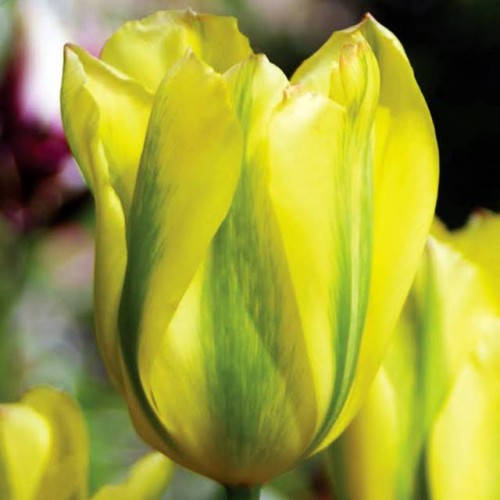 Tulpes zaļziedu FORMOSA 12/+ 80gab