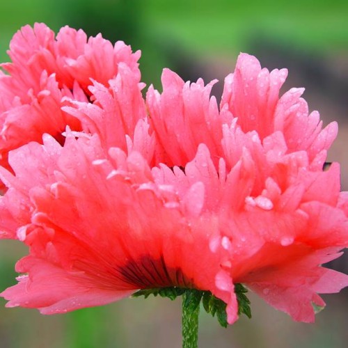 Magones Fringed Fancy 8gab