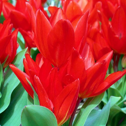 Tulpes zemās  FUSILIER 10/+ 80gab