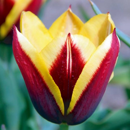 Tulpes triumfa GAVOTA 12/+ 80gab