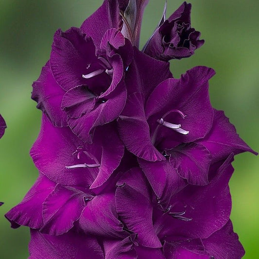 Gladiolas lielziedu ASTARTE  12/14  80gab