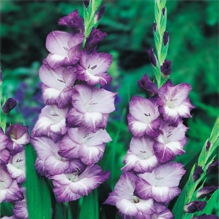 Gladiolas lielziedu COBAIN 12/14  80gab