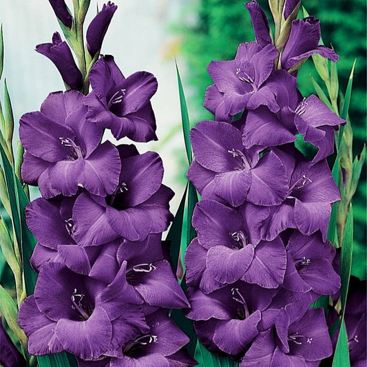 Gladiolas lielziedu XXL VIOLETAS  16/+  50gab