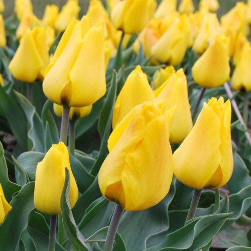 Tulpes zemās Greiga GOLDEN TANGO 10/11 80gab