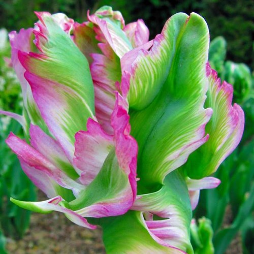 Tulpes zaļziedu GREEN WAVE 12/+ 60gab