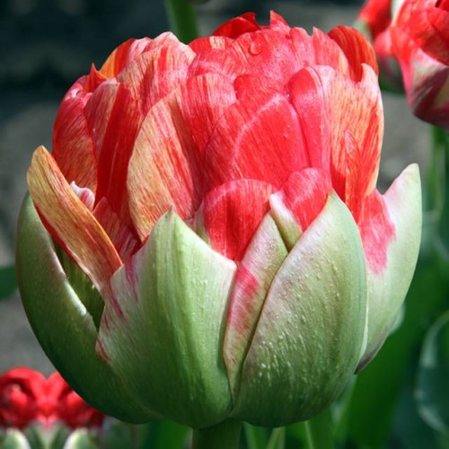 Tulpes ledustulpes GUDOSHNIK DOUBLE  12/+ 30gab
