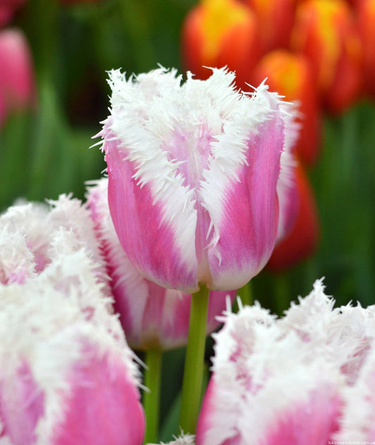 Tulpes bārkšziedu HAWAII 12/+ 80gab