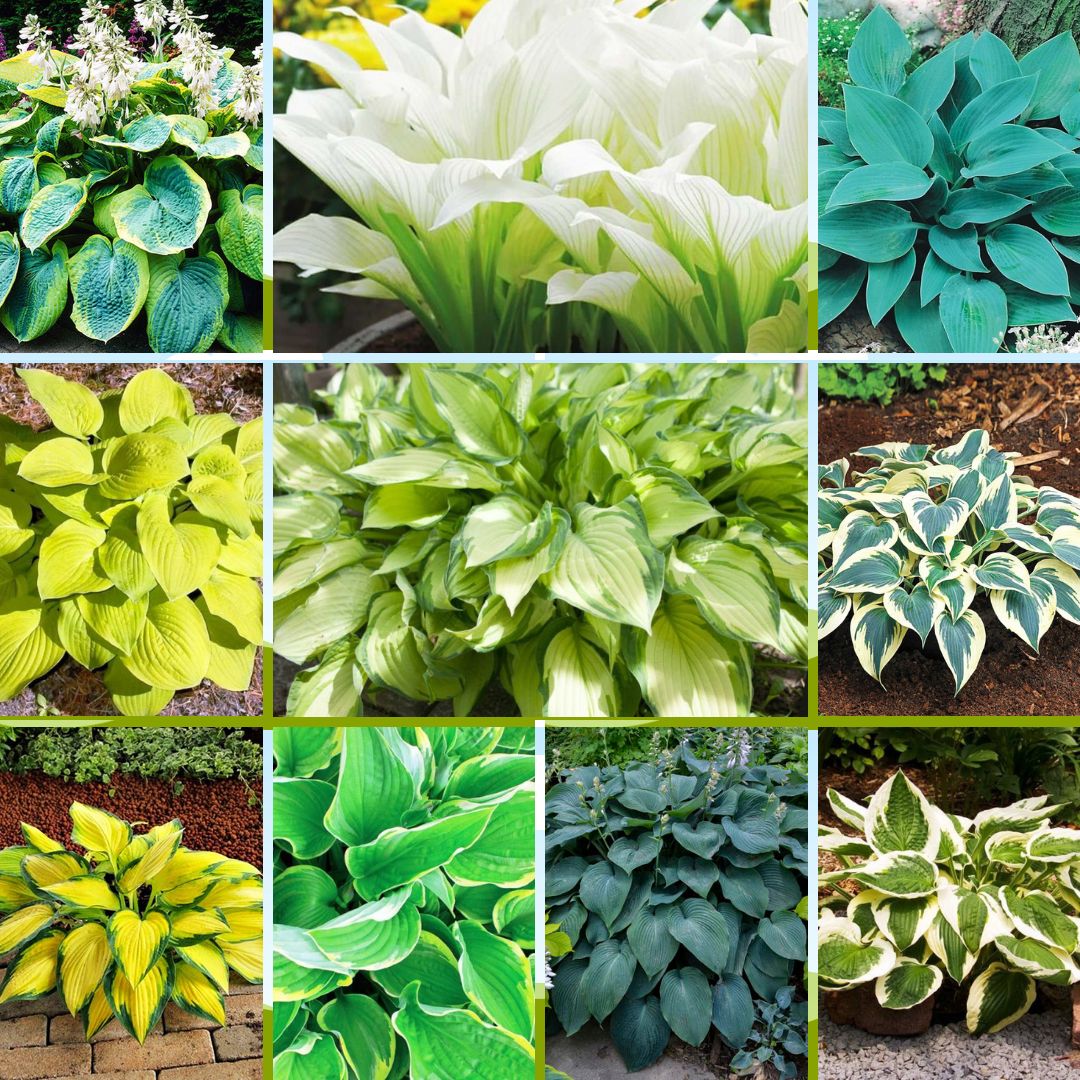 Hostas izlase 10 šķirnes vienā vitrīnā 40gab