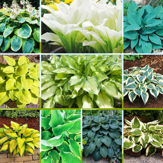Hostas izlase 10 šķirnes vienā vitrīnā 40gab