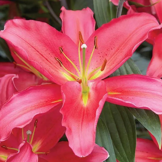 Lilijas Austrumu TARRANGO 16/18 20gab
