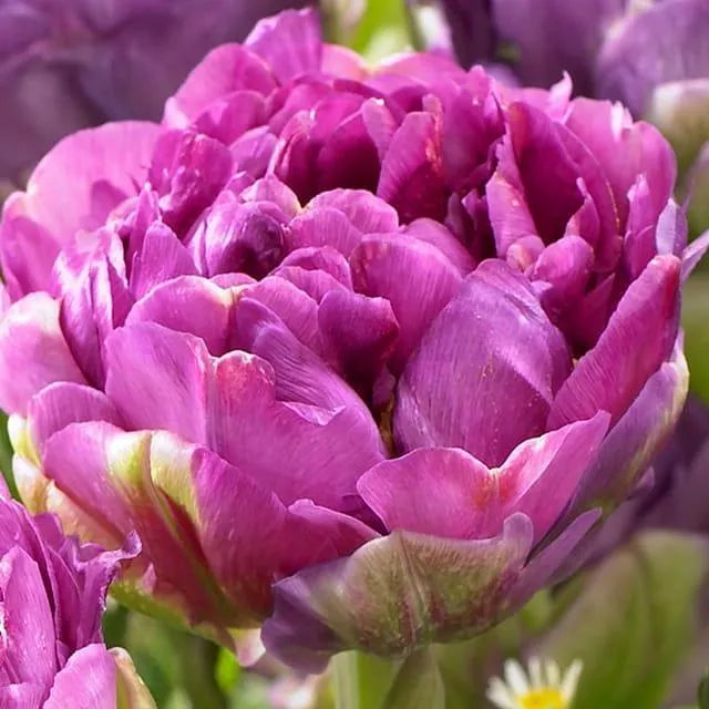 Tulpes pildītās CASTELLA 12/+ 60gab