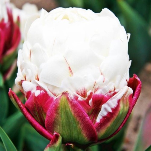 Tulpes ledustulpes ICE CREAM 11/12 30gab