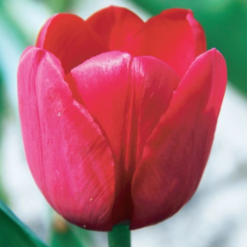 Tulpes vēlās ILE DE FRANCE 12/+ 80gab