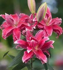 Lilijas Pildītās  ROSELILY DORIA 16/18 10gab