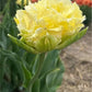 Tulpes bārkšziedu VANILLA DANCE 12/+ 60gab