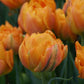 Tulpes pildītās ORCA 12/+ 60gab