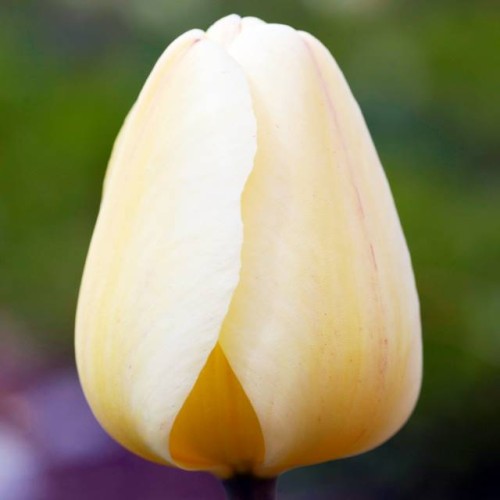 Tulpes Darvina  IVORY FLORADALE  12/+ 80gab