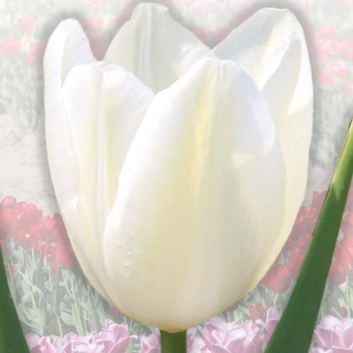 Tulpes elitārās JAN PAWEŁ II  12/+ 40gab