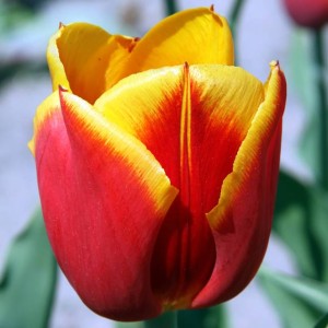 Tulpes triumfa JAN SEIGNETTE 12/+ 80gab